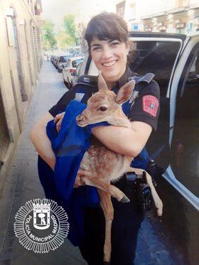 La Unidad de Medio Ambiente de Policía Municipal instruye este año 519 atestados, muchos por ataques de perro a persona