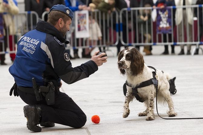 El programa contará con exhibiciones de las unidades caninas de Policía Municipal, Nacional, Guardia Civil y SAMUR-Protección Civil, así como de la Escuela de Formación Profesional Canina y la asociación Roncescan; un homenaje a los veterinarios y el pregón de apertura ofrecido por Irene Villa. 