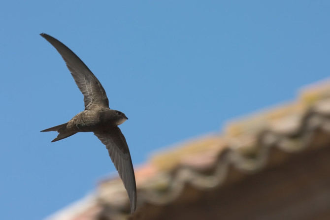 La población de vencejo común ha sufrido en España un declive del 27,2% en los últimos 22 años (1998-2020), según datos del programa de seguimiento de aves comunes en primavera de SEO/BirdLife (Programa Sacre). La principal causa de este descenso es la repetida destrucción de sus nidos y sus lugares de cría en las ciudades.  