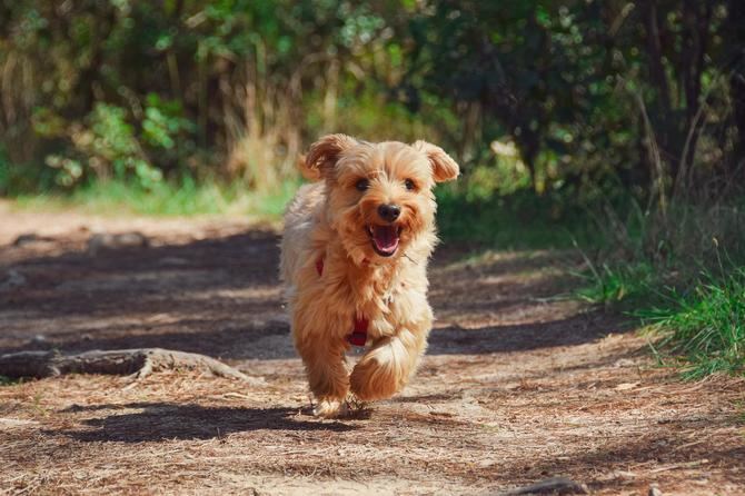 Una espectacular exposición abierta a todos los públicos y amantes de los perros que brindará la oportunidad única de ver desfilar a más de 16.500 ejemplares de perros de raza.