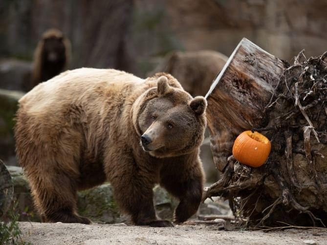 Este Halloween, algunos de los mamíferos terrestres del Zoo disfrutarán de un desayuno muy especial. Los días 29 y 30 de octubre y 1 de noviembre, a partir de las 11.00 horas, algunas de las especies más icónicas recibirán calabazas, una fruta que les apasiona, y se podrá observar la particular forma de romperlas y tomarlas de los elefantes, el panda Bing Xing o la rinoceronte india Sananda, entre otros. 