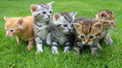 Adopción gratuita de gatos en Madrid