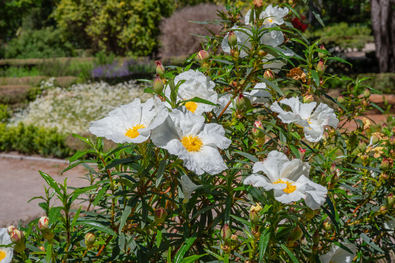 La jara pringosa (Cistus ladanifer) es nativa de la cuenca del Mediterráneo, sobre todo en España y Portugal.