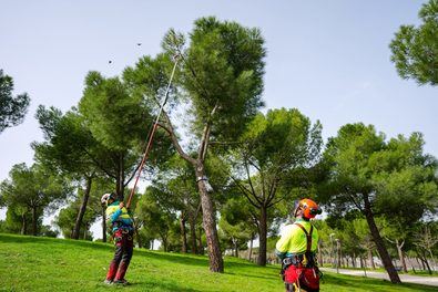 Estos trabajos que protegen el arbolado urbano son clave para garantizar la seguridad de los madrileños que visitan las zonas verdes y se desarrollan con especial intensidad en espacios forestales con áreas de pinares como Casa de Campo y Dehesa de la Villa.
