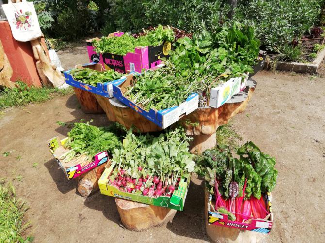 De los huertos urbanos de Retiro han salido docenas de cajas de verduras y hortalizas para repartir.