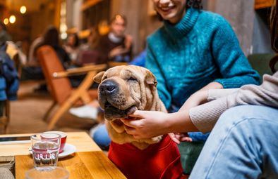 La cultura 'pet-friendly' crece en España