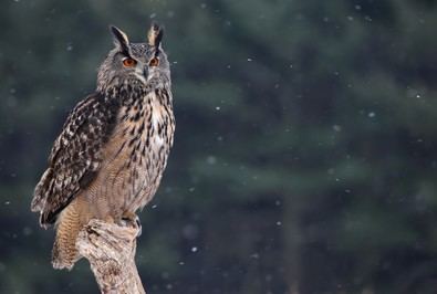 Se han descrito casos en que aves nocturnas, como búhos y lechuzas, comenzaron a vocalizar durante la fase de oscuridad, un comportamiento habitual al anochecer.