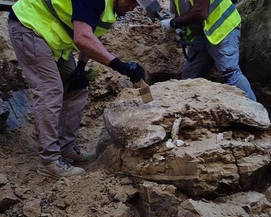 Hallan caparazón de tortuga gigante, en Latina