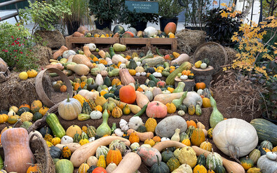 El Botánico nos vuelve 'a dar calabazas'