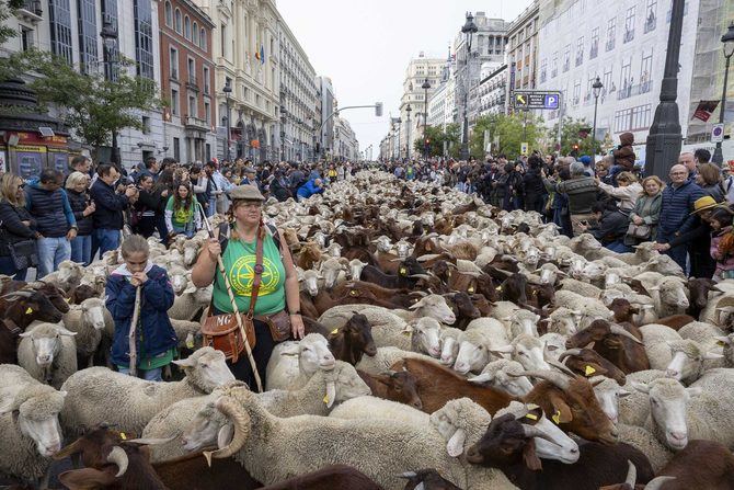 El Ayuntamiento de Madrid celebra la Fiesta de la Trashumancia como baluarte para la conservación de la biodiversidad y la lucha contra el cambio climático.