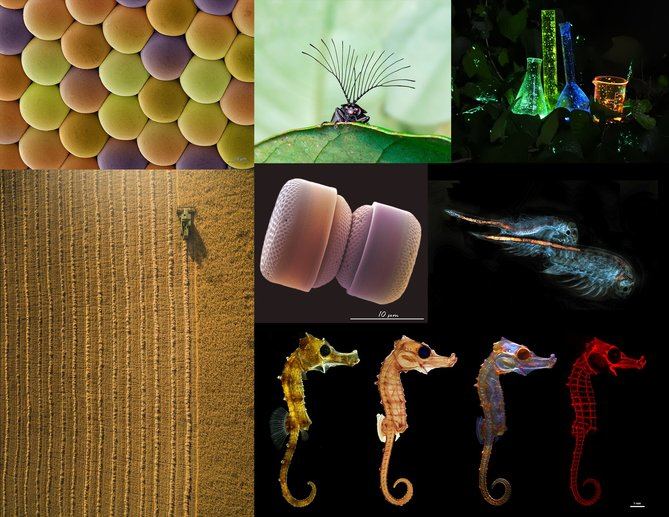 Caballitos de mar bajo diversos tipos de luz, un visión microscópica y sorprendente de los ojos compuestos de los mosquitos, un cultivo sostenible de cebada o probetas de caprichosos colores bajo el efecto de la quimioluminiscencia son algunas de las 49 instantáneas que forman la muestra.