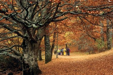 Los colores del otoño, en el hayedo de Montejo