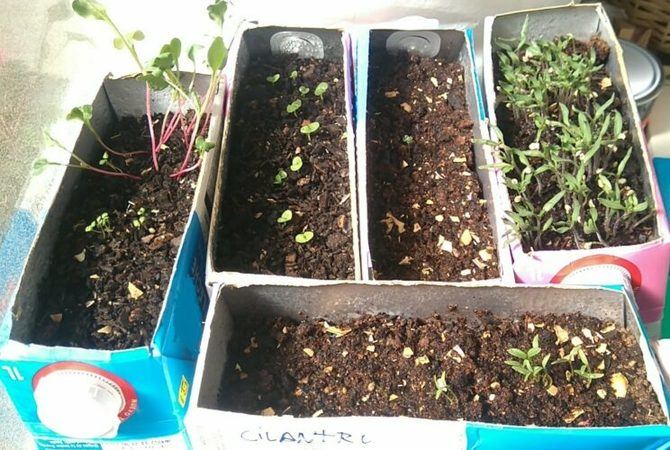 Puedes hacer semilleros para tener plantas de tomates, pimientos o pepinos.