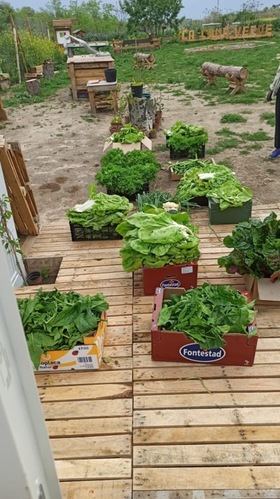 Kilos de verduras y hortalizas frescas, de los huertos urbanos a la mesa de familias vulnerables