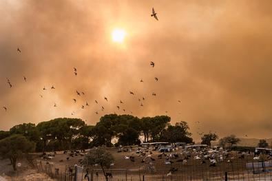 80.000 personas afectadas por los incendios