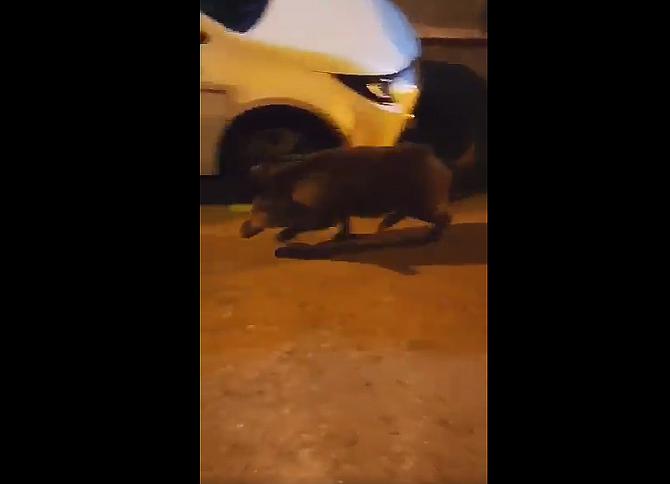 Los trabajadores de recogida de la basura grabaron al jabalí en Francos Rodríguez.