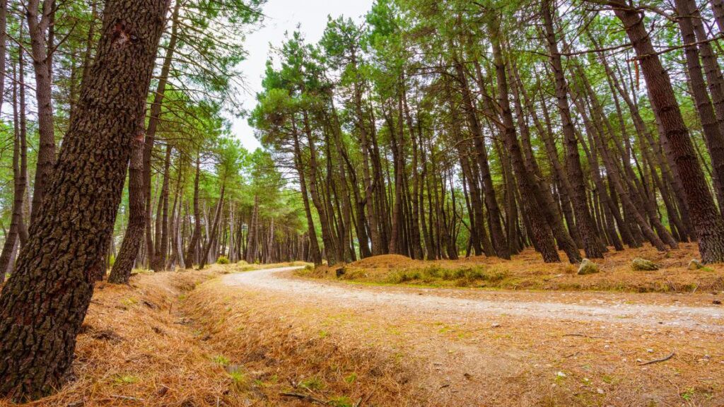 El Gobierno madrileño impulsará la ampliación del Parque Nacional de la Sierra de Guadarrama con 1.601 hectáreas más
