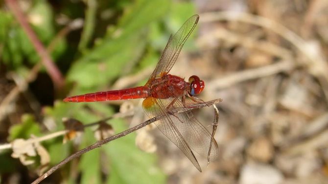 Esta libélula encuentra temperaturas adecuadas en toda la parte oriental mediterránea de Europa y es probable que pueda colonizarlas de forma natural, como ya hizo en la península ibérica.