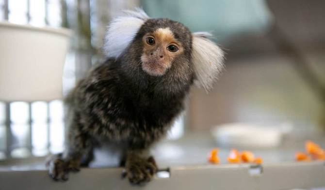 Ni los primates, ni las especies exóticas invasoras podrán incluirse en el listado de especies domésticas de compañía, según el proyecto de Real Decreto que desarrollará el listado positivo de animales de compañía y el de especies domésticas de compañía, que el Ministerio de Derechos Sociales, Consumo y Agenda 2030 somete desde este viernes a información pública.