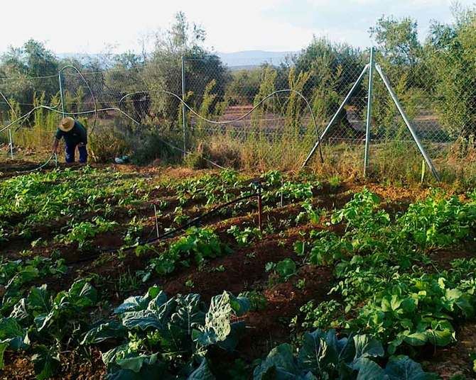 La crisis sanitaria del Covid-19 ha puesto sobre la mesa la importancia de la alimentación y la fragilidad de nuestro sistema.