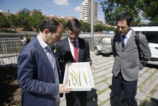 El ámbito de actuación abarca todo el recorrido del río a lo largo del término municipal, desde Fuencarral-El Pardo hasta su límite en Villaverde y Villa de Vallecas.
