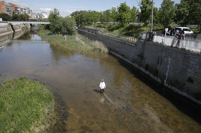 Madrid, contra la mosca negra del Manzanares