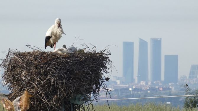 Las ONG destacan que esta puede ser una oportunidad para poner fin a la destrucción innecesaria de nidos, refugios y otras molestias a la biodiversidad urbana por obras de rehabilitación. 