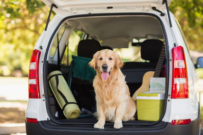 Contra el abandono de perros en verano