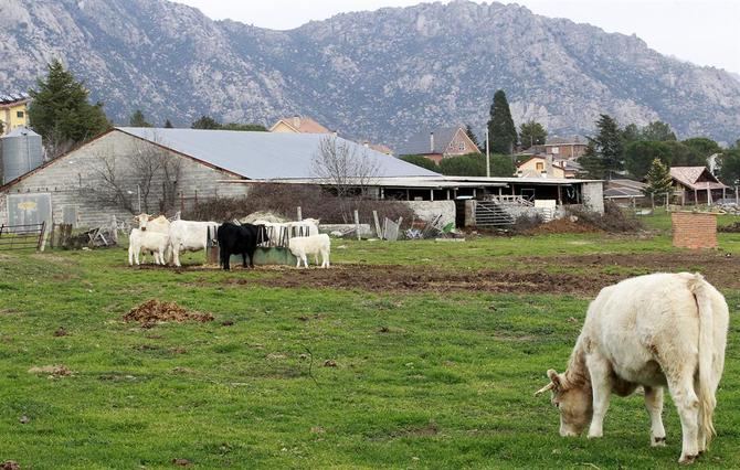 El Gobierno regional pondrá en marcha una campaña de promoción del consumo de alimentos de Madrid, concienciando además a los ciudadanos sobre el papel esencial del campo y su industria asociada en la cadena alimentaria ante la crisis.