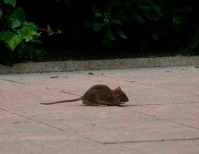 Aumentan las plaga de ratas tras la pandemia