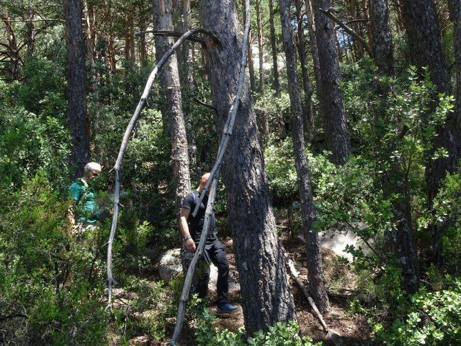 Reforesta considera que la gestión de nuestras masas forestales es vital para mantener bosques sanos. 