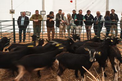 La feria incluye exposiciones de animales, conferencias sobre avances en el sector ganadero y un mercado itinerante con productos locales.
