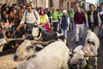 Los rebaños vuelven a cruzar el centro de Madrid