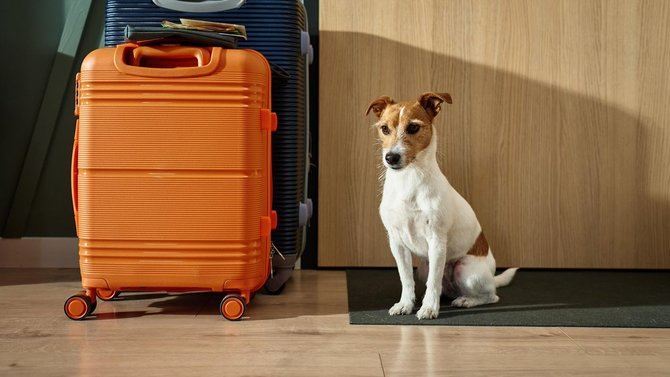 El 80% de los propietarios incluye a su perro en las vacaciones de verano, reflejando su integración plena en los planes familiares de descanso.