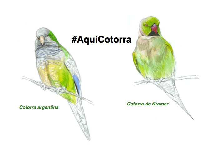 campaña SEO/Birdlife Aqui Cotorra