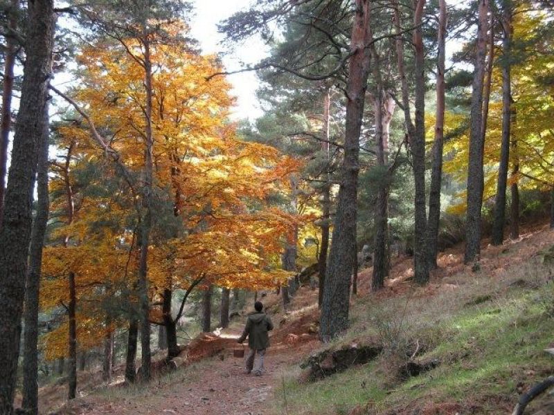 Arboreto Luis Ceballos 