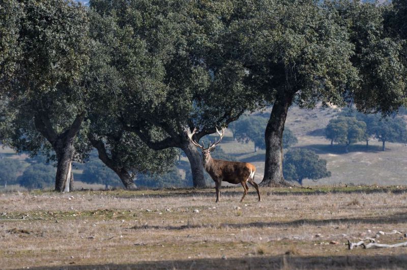 Monte de El Pardo 