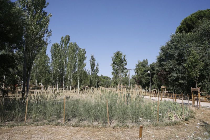 Colonia de Santa Maria regeneracion Moncloa Aravaca 2025