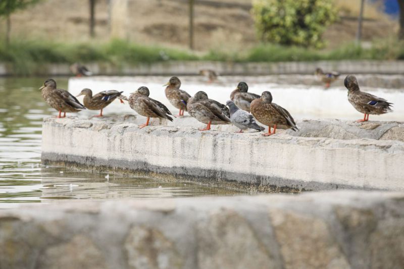 Parque de la Emperatriz Maria de Austria, Carabanchel