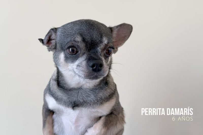 El Refugio busca familia para tres perritas 