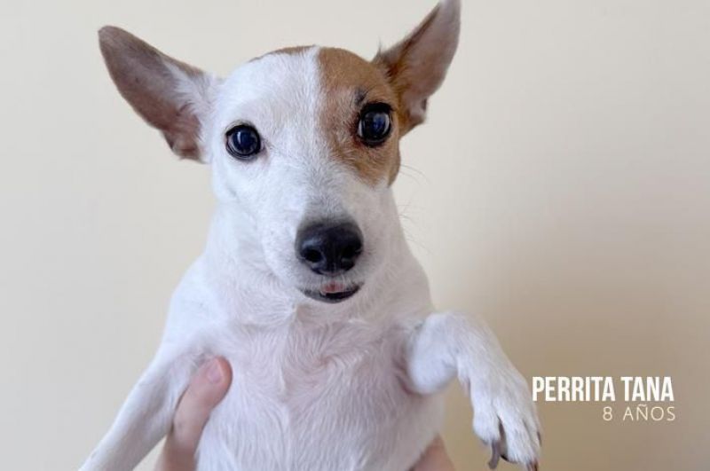 El Refugio busca familia para tres perritas 