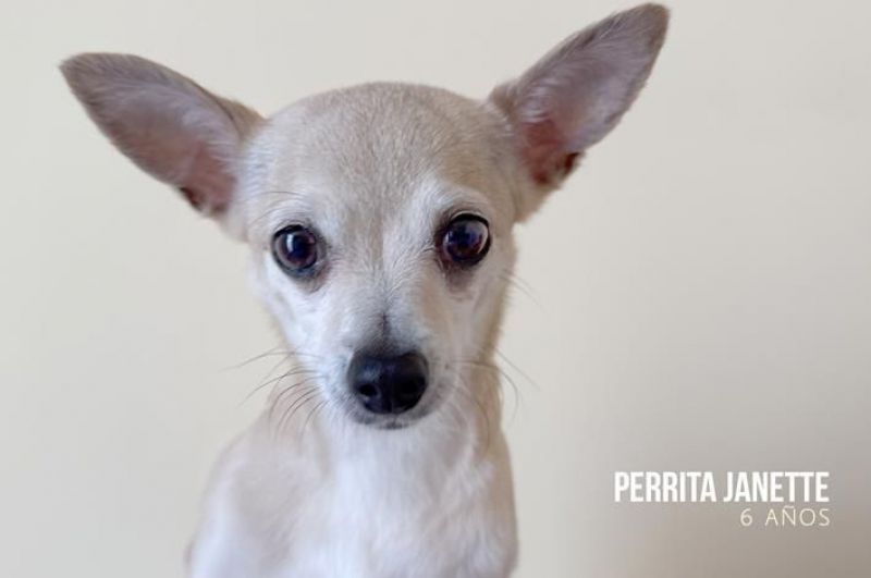 El Refugio busca familia para tres perritas 