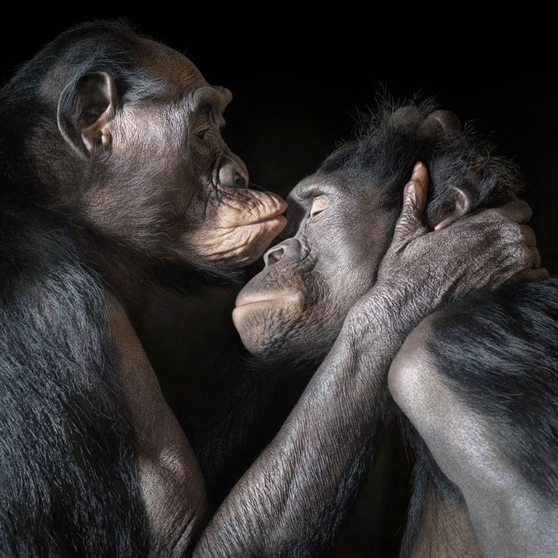 Retiro exposicion Tim Flach Madrid 2026