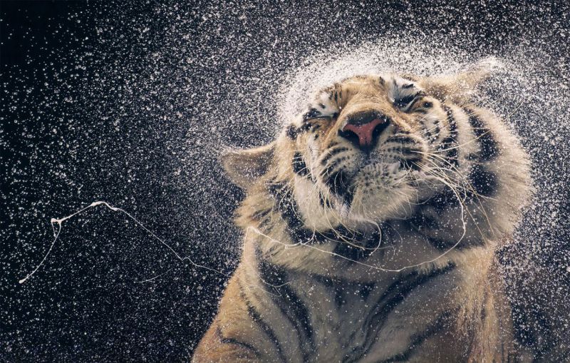 Retiro exposicion Tim Flach Madrid 2026