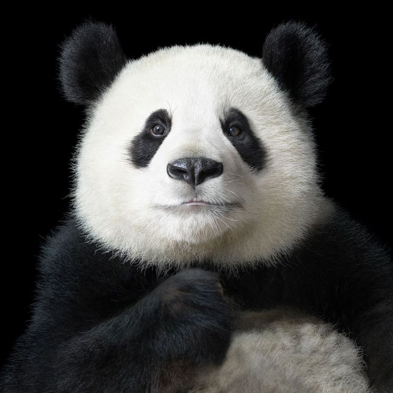 Retiro exposicion Tim Flach Madrid 2026
