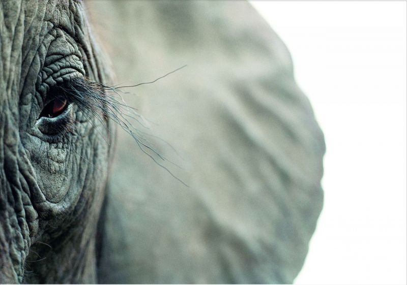 Retiro exposicion Tim Flach Madrid 2026