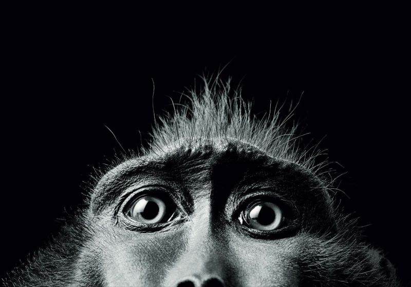 Retiro exposicion Tim Flach Madrid 2026