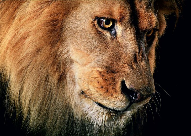 Retiro exposicion Tim Flach Madrid 2026